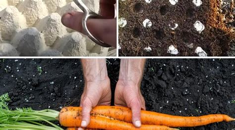 Revolutionizing Carrot Cultivation: From Seed to Harvest – Gardening Ideas