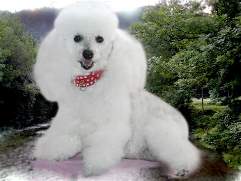 🔥 [0+] Poodle Wallpapers | WallpaperSafari