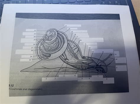 Anatomy of a pulmonate snail Diagram | Quizlet