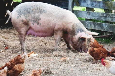 Pig Manure Compost: The Benefits, Risks, and How to Compost Pig Manure