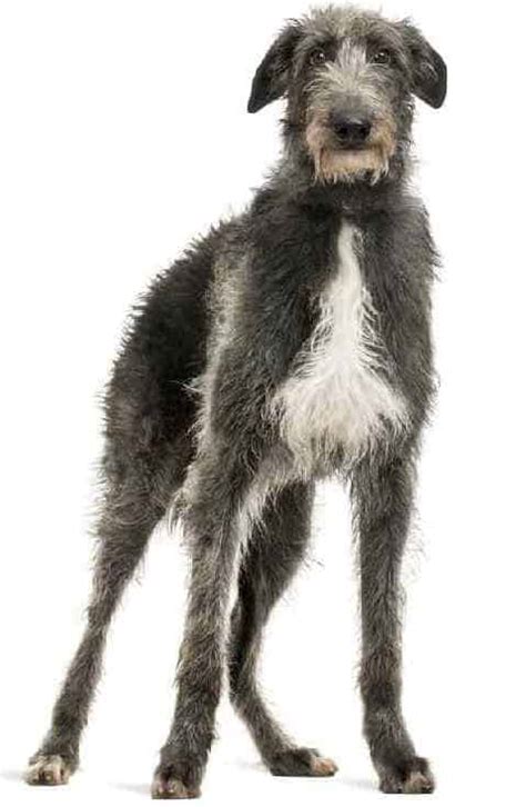 Scottish Deerhound Temperament, Price, Puppies & Breeder Tips