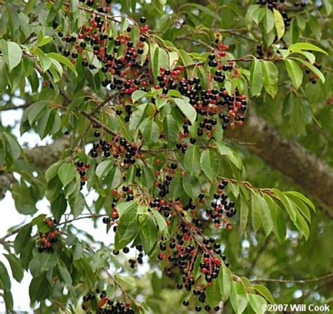 Wild Cherry Tree Identification