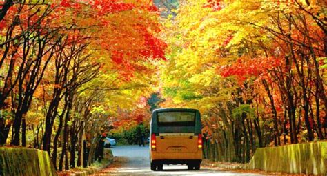 jeju autumn foliage,jeju autumn itinerary,jeju autumn month,jeju fall ...