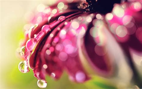 Bokeh Drops Flower MacBook Air Wallpaper Download | AllMacWallpaper