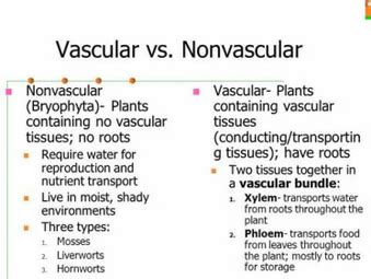 Plant Classification - Yoder's Classroom Connection