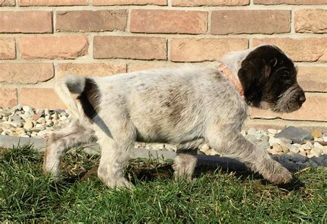 Spinone Italiano puppies | Puppies for sale | DOGVA.com