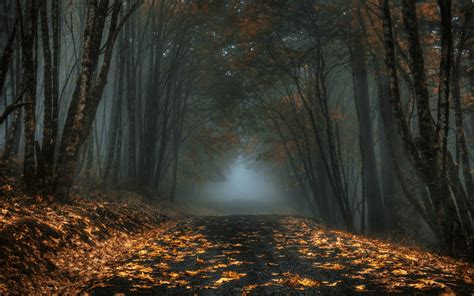 Autumn Forest Dark Wallpapers - Wallpaper Cave