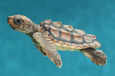 Baby Sea Turtle Wallpaper - WallpaperSafari