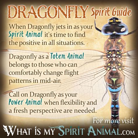 Dragonfly Symbolism & Meaning | Spirit, Totem & Power Animal