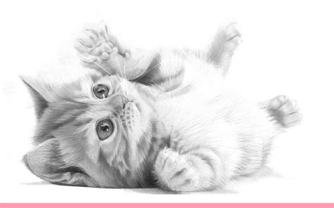 Draw Line Art Of Cat Fills In Realistic - Kitten sketch black and white ...