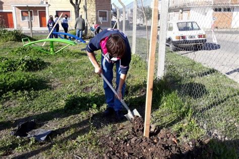 Árboles: ¿Cómo y cuándo plantar correctamente? - Municipalidad ...