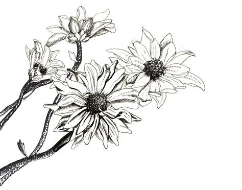 Pen And Ink Flower Drawings at PaintingValley.com | Explore collection ...