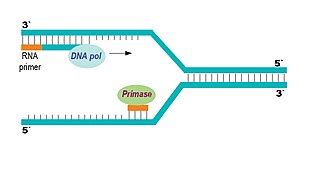 Primase | Definition, Types & Function - Lesson | Study.com