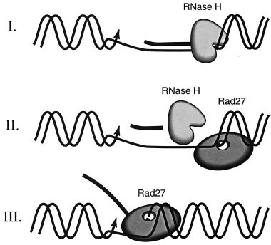 A working model of RNA primer removal during S. cerevisiae DNA ...