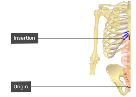 Rectus abdominis: anatomy and function | GetBodySmart