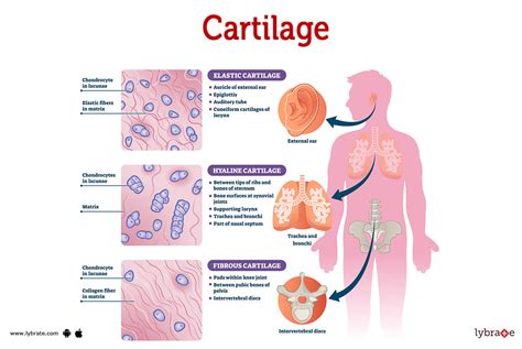 Elastic Cartilage Connective Tissue Labeled