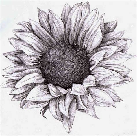 Easy Pencil Shading Drawings of Flowers