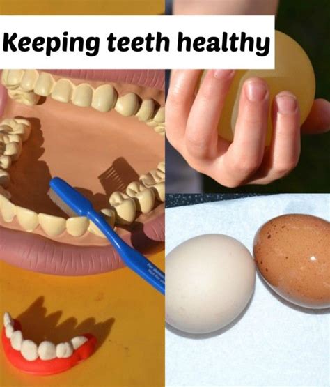 Tooth Decay Experiment with Egg shells | Science activities for kids ...