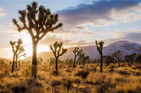 Exploring Joshua Tree National Park