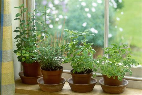 How to Keep Herbs Alive in Winter