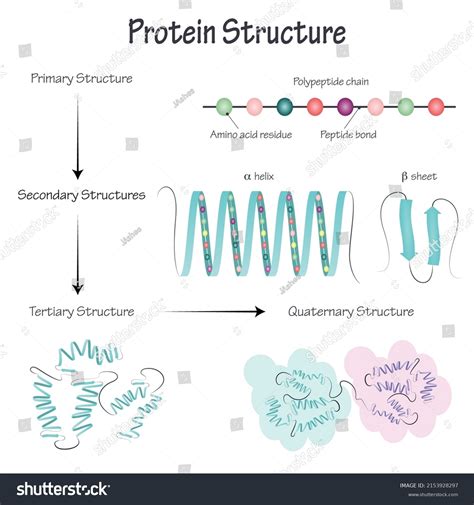 Secondary Structure Protein Royalty-Free Images, Stock Photos ...