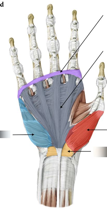 palmar hand Diagram | Quizlet