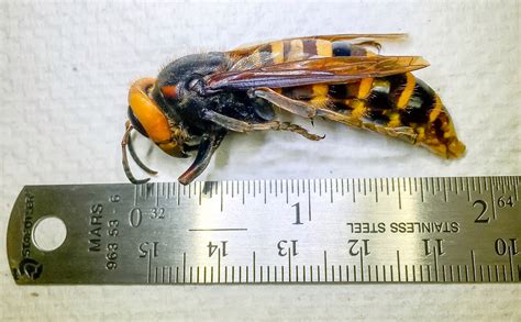 Giant cicada-killer wasps 'unusually active' in Northeastern US | The ...