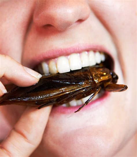 Best Cockroach Bite Stock Photos, Pictures & Royalty-Free Images - iStock