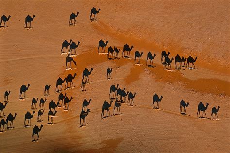 1920x1080px | free download | HD wallpaper: camels, desert, animals ...