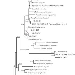 Opisthokonts phylogeny. Minimum evolution phylogenetic tree of ...