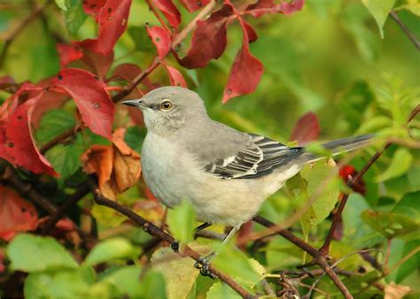 Northern Mockingbird | The Nature of Delaware