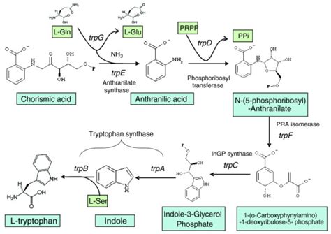 Tryptophan Hydroxylase 1 With Bound Tryptophan