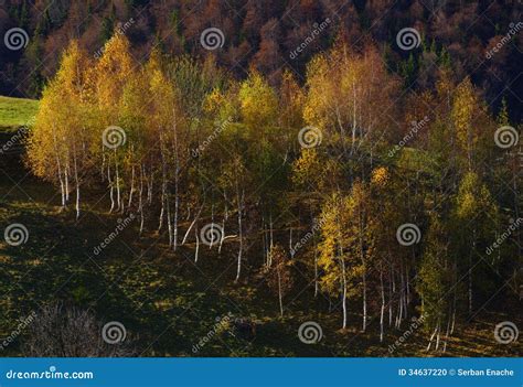 Birch Tree Forest in Autumn Stock Photo - Image of birch, nature: 34637220