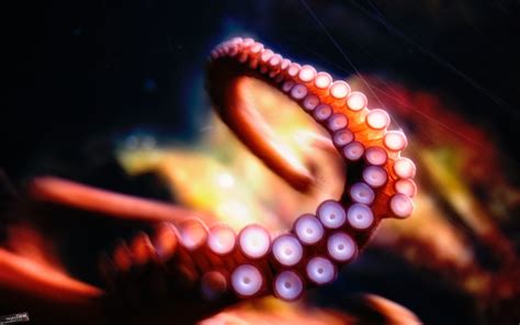 Octopus Wallpaper,HD Creative Wallpapers,4k Wallpapers,Images ...