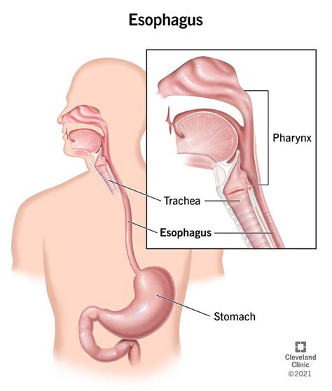 Esophagus Heart Anatomy