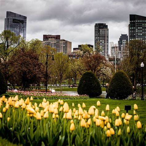 Boston Public Garden Tour | Boston in Bloom | Shannon Shipman