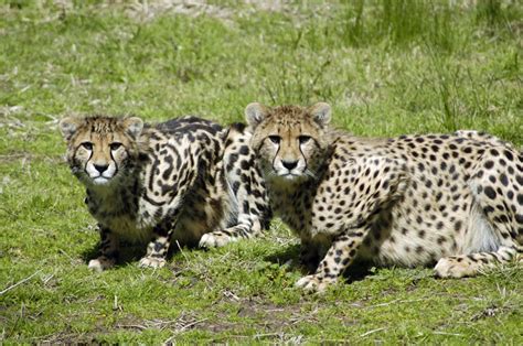 Photo of the Week: The King Cheetah | Travel Wonders of the World