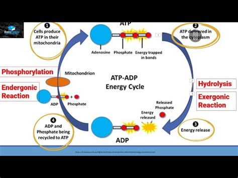 Phosphorylation ATP, ADP Cycle With Detailed Process Stages Outline ...