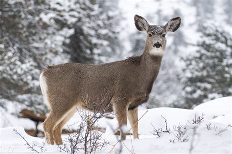 Mule Deer in Rocky Mountain National Park | Rocky Mountain National Park