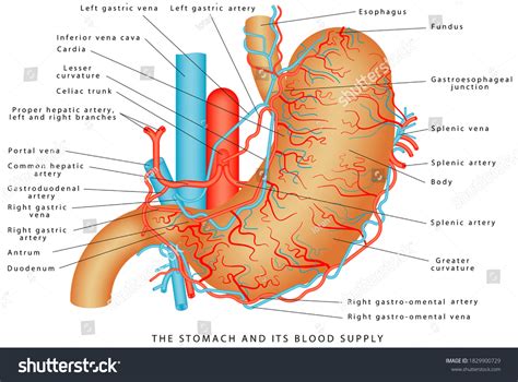 Stomach Blood Supply Stomach Vasculature Stomach: ilustrações stock ...