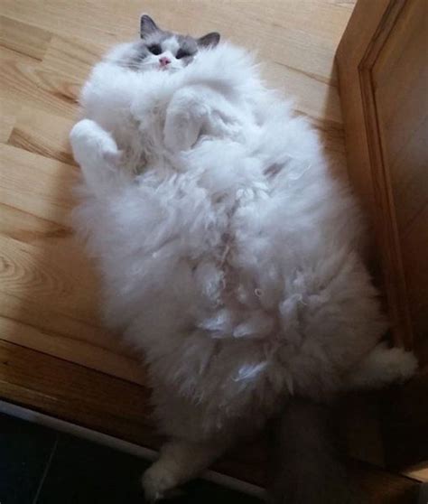 Fat Fluffy Cat Breeds - Cat's Blog