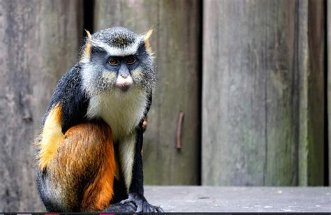 Best Monkeys To Have As Pets For Beginners - FarmPally.com