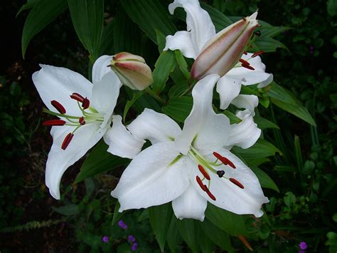 White Lilies – Liz Helliwell