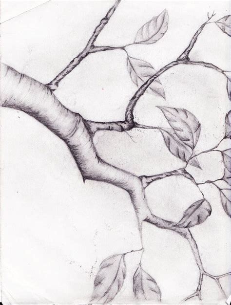 branch | Vine drawing, Branch drawing, Tree drawing