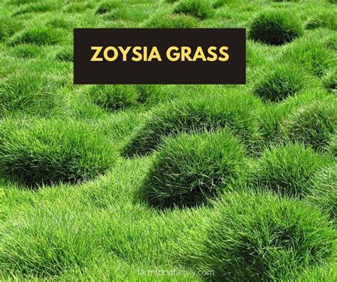 43 Different Types Of Lawn Grass For Your Yard (Names & Pictures ...