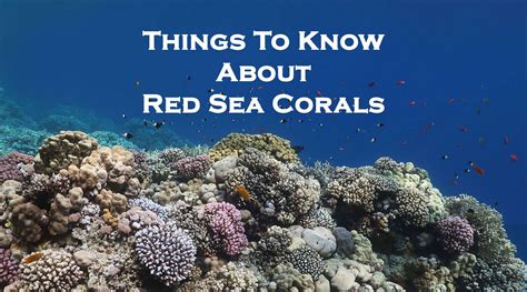 Red Sea Coral Reef Facts – Interesting Things To Know