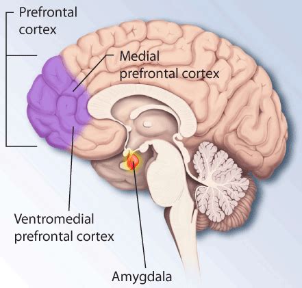 Prefrontal Cortex Function