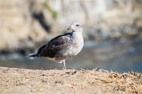 20 Best Bodega Bay Beaches