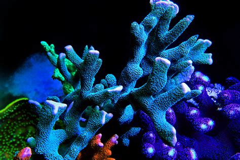 Saltwater Coral for Beginners - 20 of the Best Corals to Grow