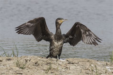 Cormorant #2 – Peter Kesby Photography